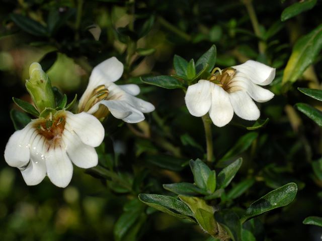 Sclerochiton  odoratissimum flowers